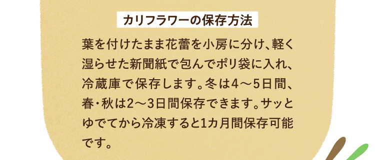 カリフラワーの保存方法を紹介します。葉を付けたまま花蕾を小房に分け、軽く湿らせた新聞紙で包んでポリ袋に入れ、冷蔵庫で保存します。冬は4から5日間、春と秋は2から3日間保存できます。サッとゆでてから冷凍すると1ヵ月間保存可能です。