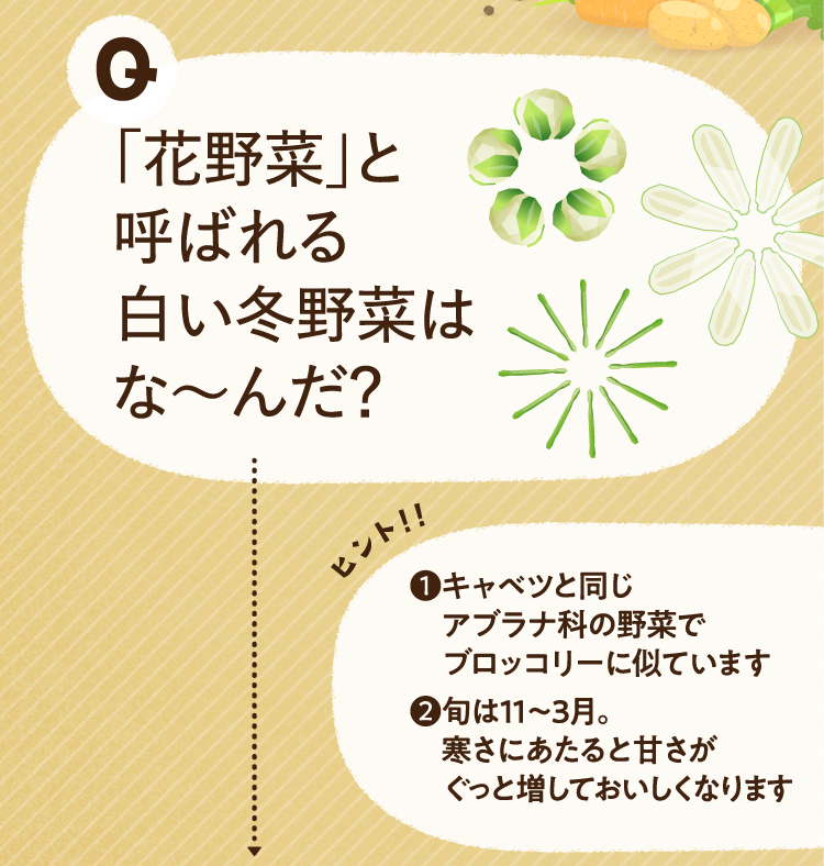 「花野菜」と呼ばれる白い冬野菜はな～んだ？ ヒントその１ キャベツと同じアブラナ科の野菜で、ブロッコリーに似ています ヒントその２ 旬は11月から3月。寒さに当たると甘さがぐっと増しておいしくなります
