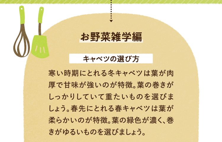 お野菜の雑学を紹介します。 キャベツの選び方についてです。 寒い時期にとれる冬キャベツは葉が肉厚で甘味が強いのが特徴。葉の巻きがしっかりしていて重たいものを選びましょう。春先にとれる春キャベツは葉が柔らかいのが特徴。葉の緑色が濃く、巻きがゆるいものを選びましょう。