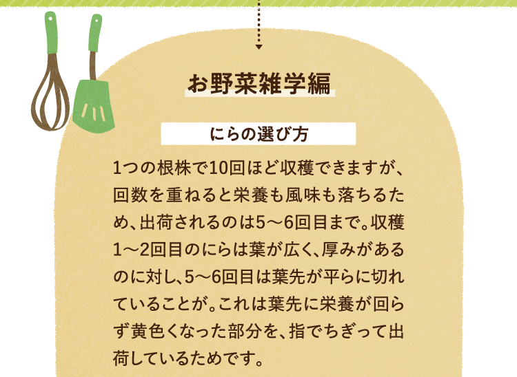 お野菜の雑学を紹介します。 にらの選び方について 1つの根株で10回ほど収穫できますが、回数を重ねると栄養も風味も落ちるため、出荷されるのは5～6回目まで。収穫1～2回目のにらは葉が広く、厚みがあるのに対し、5～6回目は葉先が平らに切れていることが。これは葉先に栄養が回らず黄色くなった部分を、指でちぎって出荷しているためです。