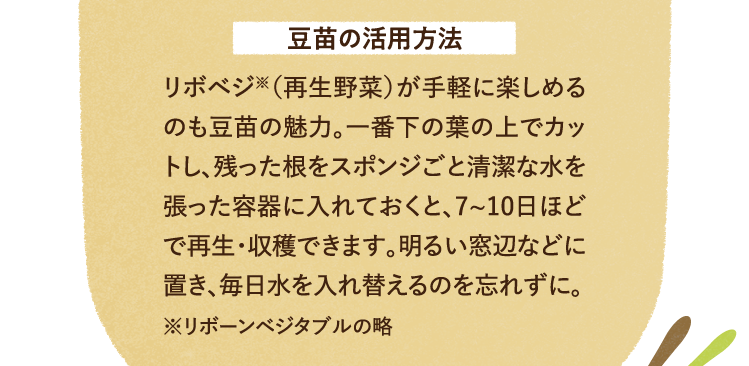 豆苗の活用方法 リボベジ※（再生野菜）が手軽に楽しめるのも豆苗の魅力。一番下の葉の上でカットし、残った根をスポンジごと清潔な水を張った容器に入れておくと、7~10日ほどで再生・収穫できます。明るい窓辺などに置き、毎日水を入れ替えるのを忘れずに。※リボーンベジタブルの略