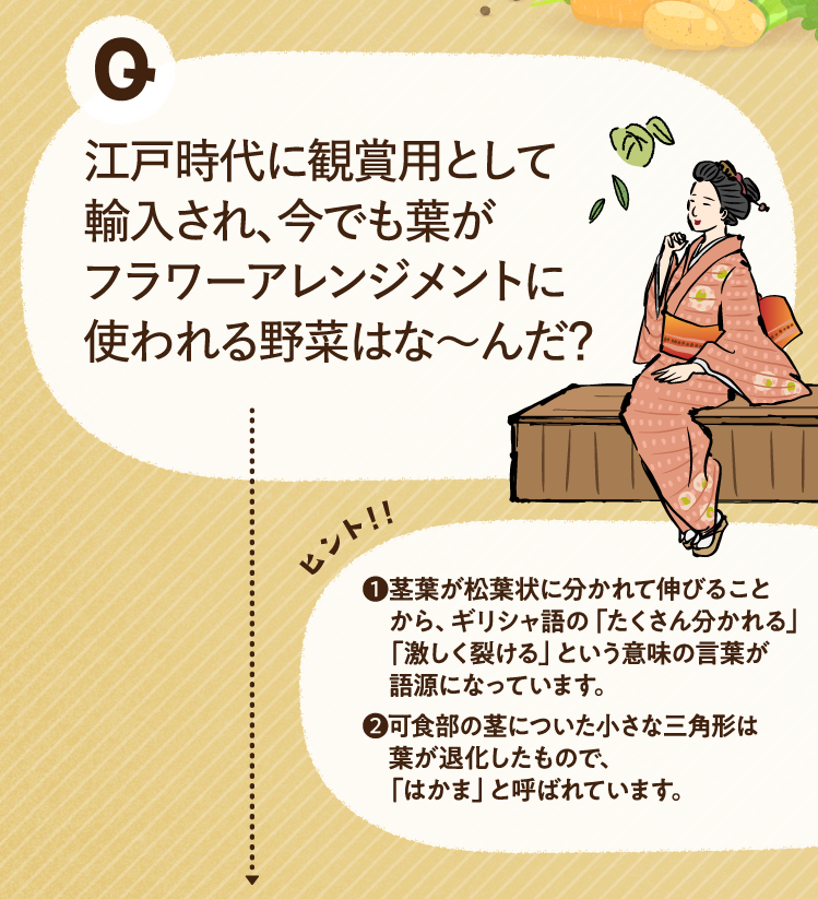 江戸時代に観賞用として輸入され、今でも葉がフラワーアレンジメントに使われる野菜はな～んだ？ ヒントその1 茎葉が松葉状に分かれて伸びることから、ギリシャ語の「たくさん分かれる」「激しく裂ける」という意味の言葉が語源になっています。 ヒントその2 可食部の茎についた小さな三角形は葉が退化したもので、「はかま」と呼ばれています。