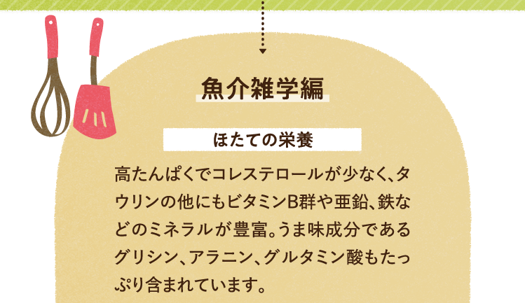 魚介の雑学を紹介します。 ほたての栄養について 高たんぱくでコレステロールが少なく、タウリンの他にもビタミンB群や亜鉛、鉄などのミネラルが豊富。うま味成分であるグリシン、アラニン、グルタミン酸もたっぷり含まれています。