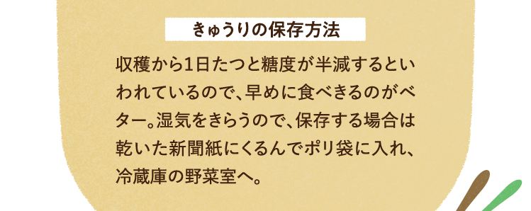 きゅうりの保存方法について 収穫から1日たつと糖度が半減するといわれているので、早めに食べきるのがベター。湿気をきらうので、保存する場合は乾いた新聞紙にくるんでポリ袋に入れ、冷蔵庫の野菜室へ。