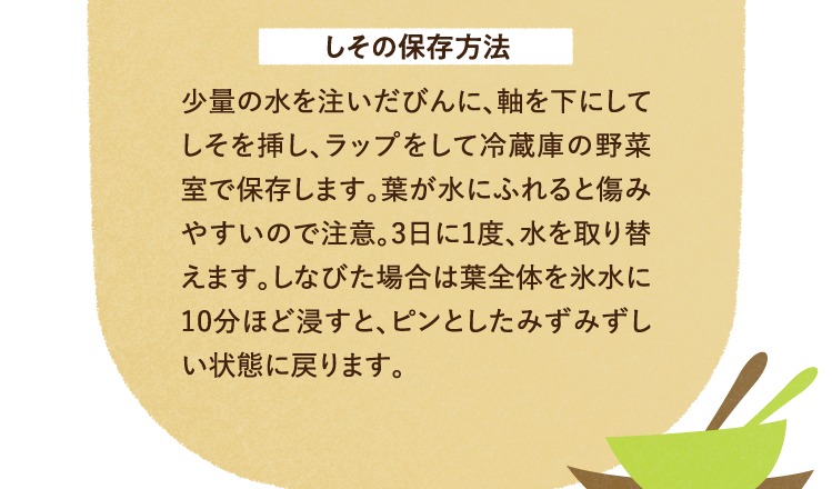 しその保存方法について 少量の水を注いだびんに、軸を下にしてしそを挿し、ラップをして冷蔵庫の野菜室で保存します。葉が水にふれると傷みやすいので注意。3日に1度、水を取り替えます。しなびた場合は葉全体を氷水に10分ほど浸すと、ピンとしたみずみずしい状態に戻ります。