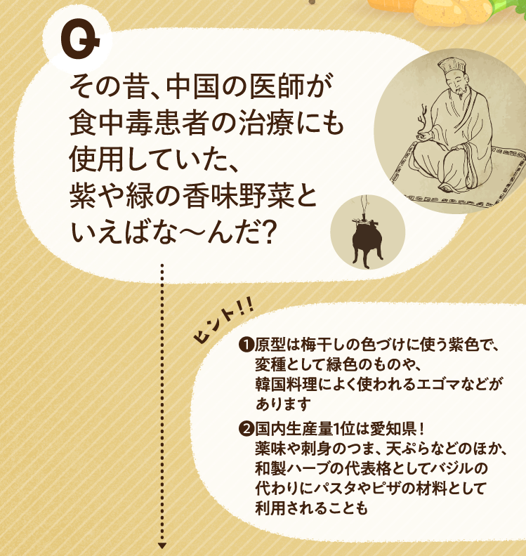 その昔、中国の医師が食中毒患者の治療にも使用していた、紫や緑の香味野菜といえばな～んだ？ ヒントその1 原型は梅干しの色づけに使う紫色で、変種として緑色のものや、韓国料理によく使われるエゴマなどがあります ヒントその2 国内生産量1位は愛知県！薬味や刺身のつま、天ぷらなどのほか、和製ハーブの代表格としてバジルの代わりにパスタやピザの材料として利用されることも