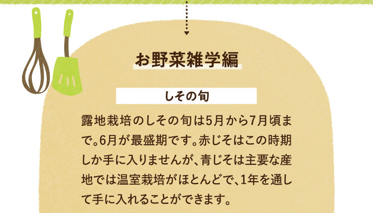 お野菜の雑学編を紹介します。 しその旬について 露地栽培のしその旬は5月から7月頃まで。6月が最盛期です。赤じそはこの時期しか手に入りませんが、青じそは主要な産地では温室栽培がほとんどで、1年を通して手に入れることができます。