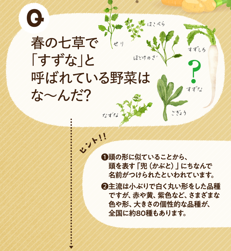 春の七草で「すずな」と呼ばれている野菜はな～んだ？ ヒントその1 頭の形に似ていることから、頭を表す「兜（かぶと）」にちなんで名前がつけられたといわれています。 ヒントその2 主流は小ぶりで白く丸い形をした品種ですが、赤や黄、紫色など、さまざまな色や形、大きさの個性的な品種が、全国に約80種もあります。