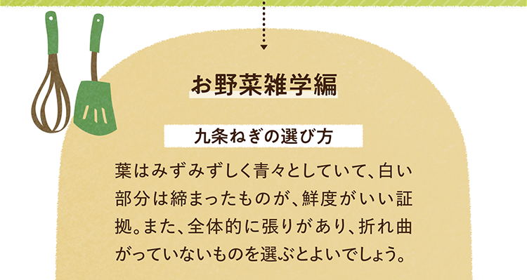 お野菜の雑学を紹介します。 九条ねぎの選び方について 葉はみずみずしく青々としていて、白い部分は締まったものが、鮮度がいい証拠。また、全体的に張りがあり、折れ曲がっていないものを選ぶとよいでしょう。
