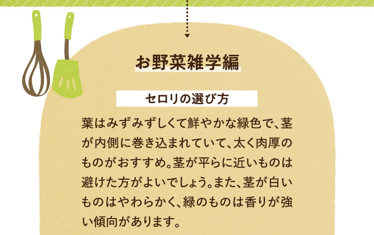 お野菜の雑学を紹介します。 セロリの選び方について 葉はみずみずしくて鮮やかな緑色で、茎が内側に巻き込まれていて、太く肉厚のものがおすすめ。茎が平らに近いものは避けた方がよいでしょう。また、茎が白いものはやわらかく、緑のものは香りが強い傾向があります。