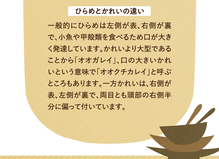 ひらめとかれいの違い 一般的にひらめは左側が表、右側が裏で、小魚や甲殻類を食べるため口が大きく発達しています。かれいより大型であることから「オオガレイ」、口の大きいかれいという意味で「オオクチカレイ」と呼ぶところもあります。一方かれいは、右側が表、左側が裏で、両目とも頭部の右側半分に偏って付いています。