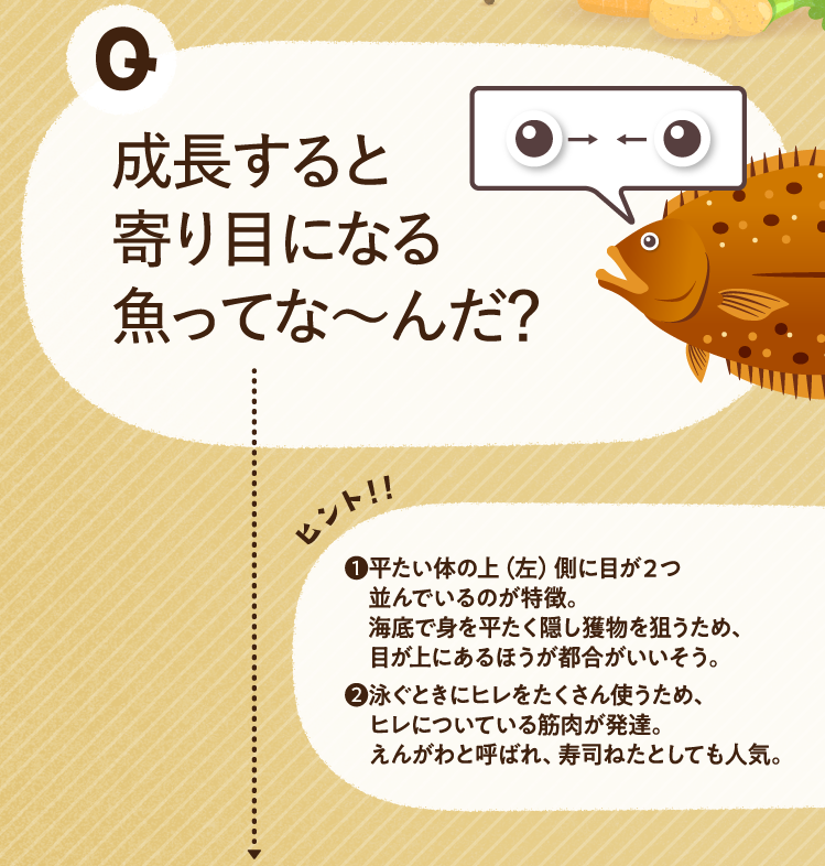 成長すると寄り目になる魚ってな～んだ？ ヒントその1 平たい体の上（左）側に目が２つ並んでいるのが特徴。海底で身を平たく隠し獲物を狙うため、目が上にあるほうが都合がいいそう。 ヒントその2 泳ぐときにヒレをたくさん使うため、ヒレについている筋肉が発達。えんがわと呼ばれ、寿司ねたとしても人気。