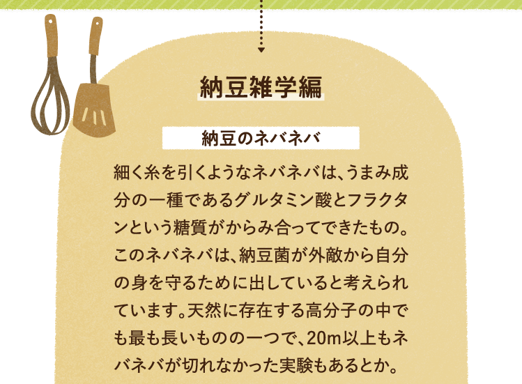 納豆の雑学を紹介します。 納豆のネバネバについて 細く糸を引くようなネバネバは、うまみ成分の一種であるグルタミン酸とフラクタンという糖質がからみ合ってできたもの。このネバネバは、納豆菌が外敵から自分の身を守るために出していると考えられています。天然に存在する高分子の中でも最も長いものの一つで、20m以上もネバネバが切れなかった実験もあるとか。