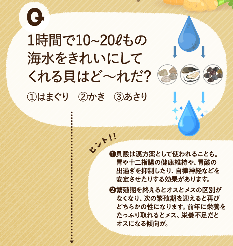 1時間で10~20ℓもの海水をきれいにしてくれる貝はど～れだ？①はまぐり　②かき　③あさり ヒントその1 貝殻は漢方薬として使われることも。胃や十二指腸の健康維持や、胃酸の出過ぎを抑制したり、自律神経などを安定させたりする効果があります。 ヒントその2 繁殖期を終えるとオスとメスの区別がなくなり、次の繁殖期を迎えると再びどちらかの性になります。前年に栄養をたっぷり取れるとメス、栄養不足だとオスになる傾向が。