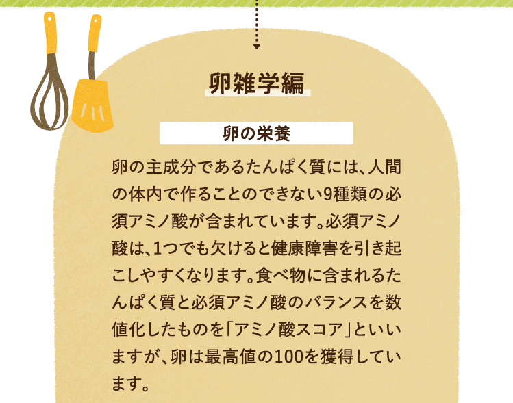 卵雑学を紹介します。 卵の栄養について 卵の主成分であるたんぱく質には、人間の体内で作ることのできない9種類の必須アミノ酸が含まれています。必須アミノ酸は、1つでも欠けると健康障害を引き起こしやすくなります。食べ物に含まれるたんぱく質と必須アミノ酸のバランスを数値化したものを「アミノ酸スコア」といいますが、卵は最高値の100を獲得しています。