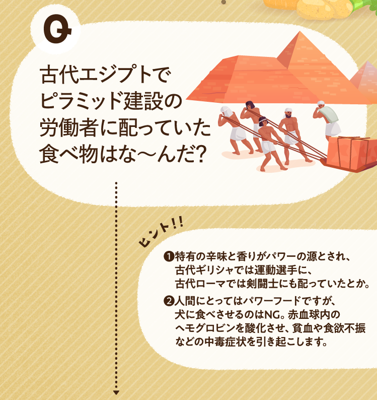 古代エジプトでピラミッド建設の労働者に配っていた食べ物はな～んだ？ ヒントその1 特有の辛味と香りがパワーの源とされ、古代ギリシャでは運動選手に、古代ローマでは剣闘士にも配っていたとか。 ヒントその2 人間にとってはパワーフードですが、犬に食べさせるのはNG。赤血球内のヘモグロビンを酸化させ、貧血や食欲不振などの中毒症状を引き起こします。