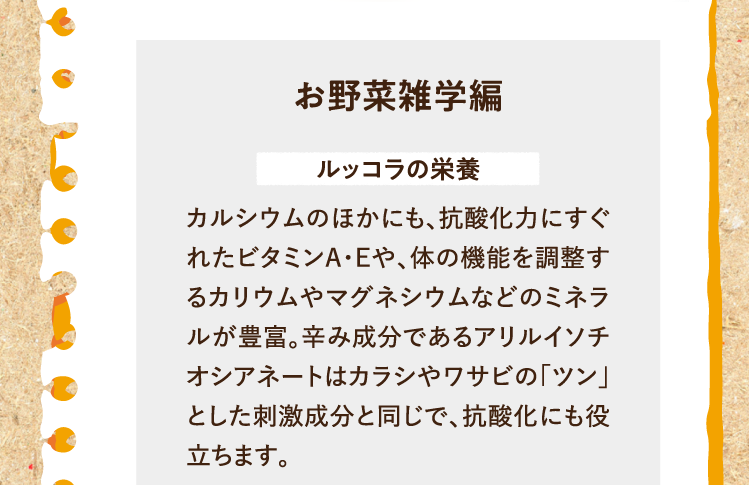 お野菜雑学を紹介します。ルッコラの栄養について カルシウムのほかにも、抗酸化力に優れたビタミンA・Eや、体の機能を調整するカリウムやマグネシウムなどのミネラルが豊富。辛み成分であるアリルイソチオシアネートはカラシやワサビの「ツン」とした刺激成分と同じで、抗酸化にも役立ちます。