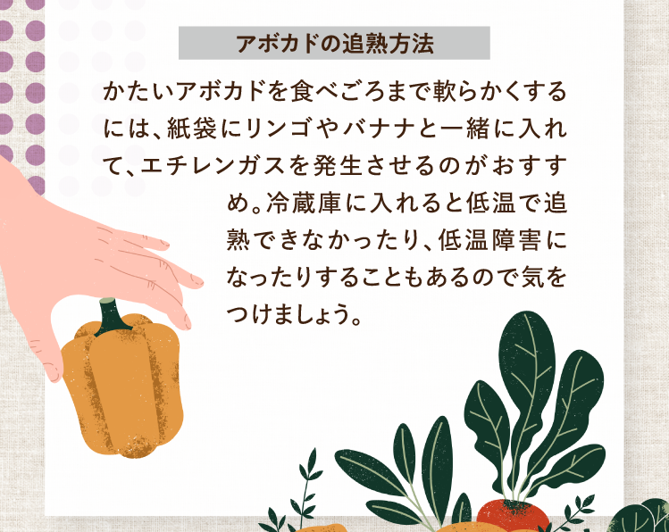 アボカドの追熟方法 かたいアボカドを食べごろまで軟らかくするには、紙袋にリンゴやバナナと一緒に入れて、エチレンガスを発生させるのがおすすめ。冷蔵庫に入れると低温で追熟できなかったり、低温障害になったりすることもあるので気をつけましょう。