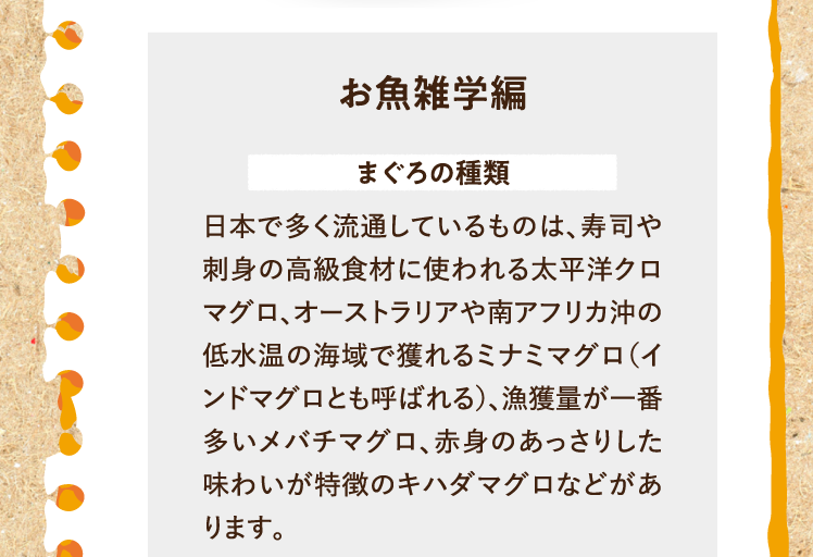 お魚雑学編を紹介します。まぐろの種類について 日本で多く流通しているものは、寿司や刺身の高級食材に使われる太平洋クロマグロ、オーストラリアや南アフリカ沖の低水温の海域で獲れるミナミマグロ（インドマグロとも呼ばれる）、漁獲量が一番多いメバチマグロ、赤身のあっさりした味わいが特徴のキハダマグロなどがあります。