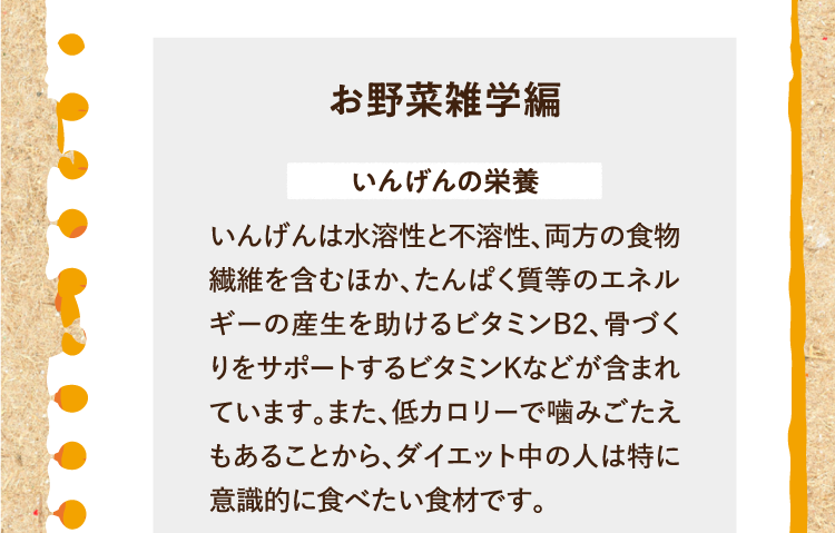 お野菜雑学編を紹介します。 いんげんの栄養 いんげんは水溶性と不溶性、両方の食物繊維を含むほか、たんぱく質等のエネルギーの産生を助けるビタミンB2、骨づくりをサポートするビタミンKなどが含まれています。また、低カロリーで噛みごたえもあることから、ダイエット中の人は特に意識的に食べたい食材です。
