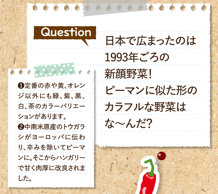 日本で広まったのは1993年ごろの新顔野菜！ ピーマンに似た形のカラフルな野菜はな～んだ？ ❶定番の赤や黄、オレンジ以外にも緑、紫、黒、白、茶のカラーバリエーションがあります。 ❷中南米原産のトウガラシがヨーロッパに伝わり、辛みを除いてピーマンに。そこからハンガリーで甘く肉厚に改良されました。