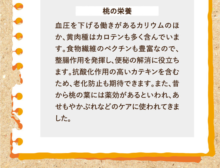 桃の栄養 血圧を下げる働きがあるカリウムのほか、黄肉種はカロテンも多く含んでいます。食物繊維のペクチンも豊富なので、整腸作用を発揮し、便秘の解消に役立ちます。抗酸化作用の高いカテキンを含むため、老化防止も期待できます。また、昔から桃の葉には薬効があるといわれ、あせもやかぶれなどのケアに使われてきました。