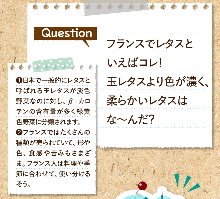 フランスでレタスといえばコレ！玉レタスより色が濃く、柔らかいレタスはな～んだ？ ❶日本で一般的にレタスと呼ばれる玉レタスが淡色野菜なのに対し、β‐カロテンの含有量が多く緑黄色野菜に分類されます。❷フランスではたくさんの種類が売られていて、形や色、食感や苦みもさまざま。フランス人は料理や季節に合わせて、使い分けるそう。