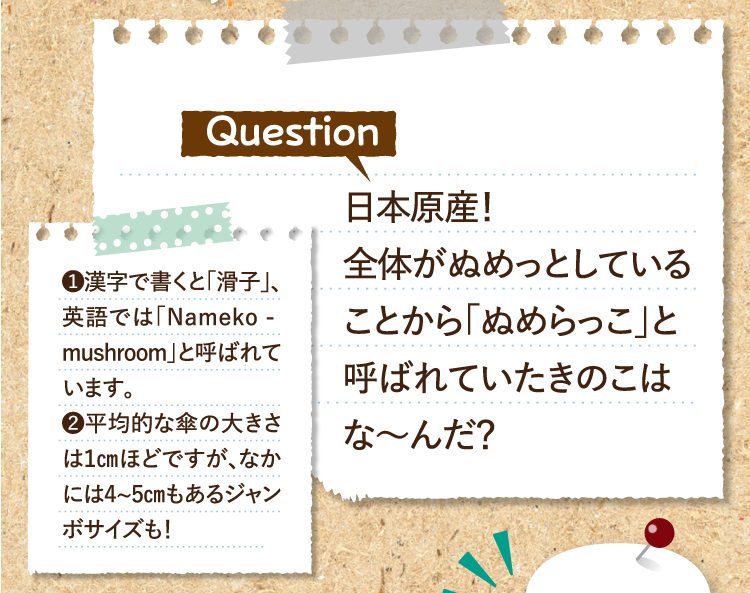 日本原産！全体がぬめっとしていることから「ぬめらっこ」と呼ばれていたきのこはな～んだ？ ❶漢字で書くと「滑子」、英語では「Namekomushroom」と呼ばれています。 ❷平均的な傘の大きさは１㎝ほどですが、なかには4~5㎝もあるジャンボサイズも！