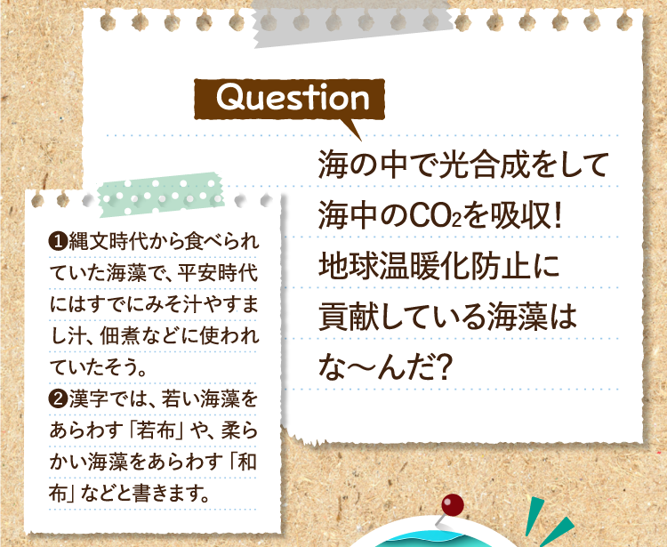 海の中で光合成をして海中のCO2を吸収！地球温暖化防止に貢献している海藻はな～んだ？ ❶縄文時代から食べられていた海藻で、平安時代にはすでにみそ汁やすまし汁、佃煮などに使われていたそう。 ❷漢字では、若い海藻をあらわす「若布」や、柔らかい海藻をあらわす「和布」などと書きます。