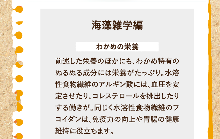 海藻雑学編を紹介します。 わかめの栄養 前述した栄養のほかにも、わかめ特有のぬるぬる成分には栄養がたっぷり。水溶性食物繊維のアルギン酸には、血圧を安定させたり、コレステロールを排出したりする働きが。同じく水溶性食物繊維のフコイダンは、免疫力の向上や胃腸の健康維持に役立ちます。