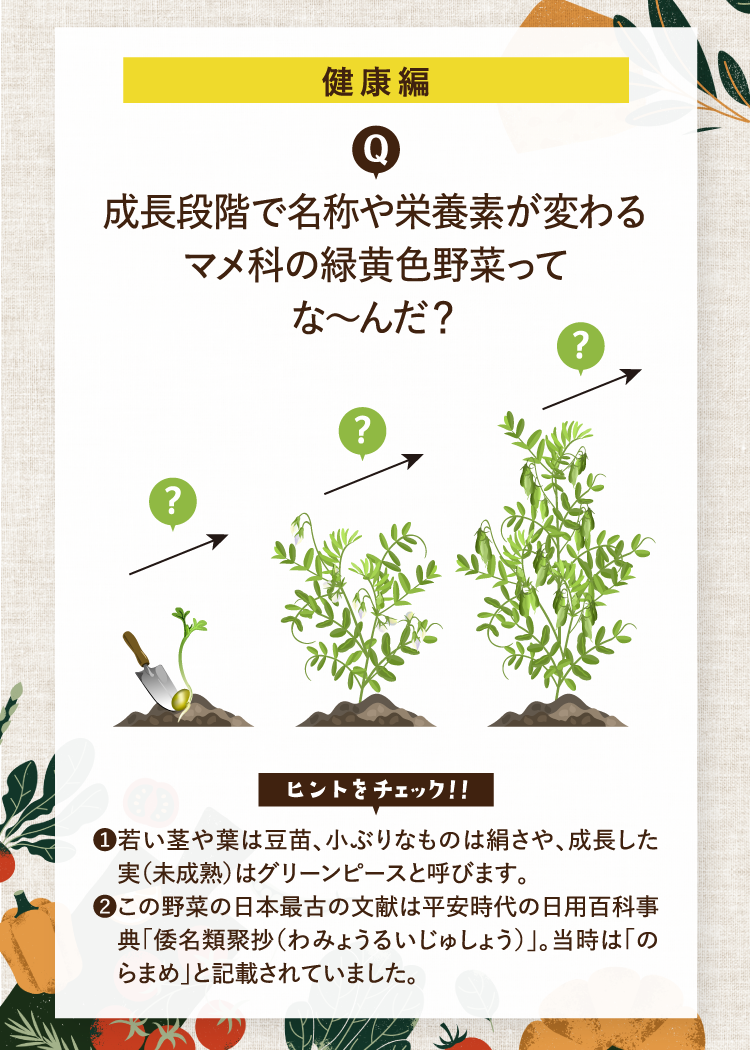 健康編 成長段階で名称や栄養素が変わるマメ科の緑黄色野菜ってな～んだ？ ヒントをチェック！！ ❶若い茎や葉は豆苗、小ぶりなものは絹さや、成長した実（未成熟）はグリーンピースと呼びます。 ❷この野菜の日本最古の文献は平安時代の日用百科事典「倭名類聚抄（わみょうるいじゅしょう）」。当時は「のらまめ」と記載されていました。