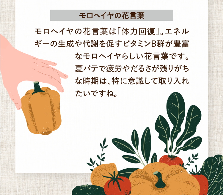 モロヘイヤの花言葉 モロヘイヤの花言葉は「体力回復」。エネルギーの生成や代謝を促すビタミンB群が豊富なモロヘイヤらしい花言葉です。夏バテで疲労やだるさが残りがちな時期は、特に意識して取り入れたいですね。