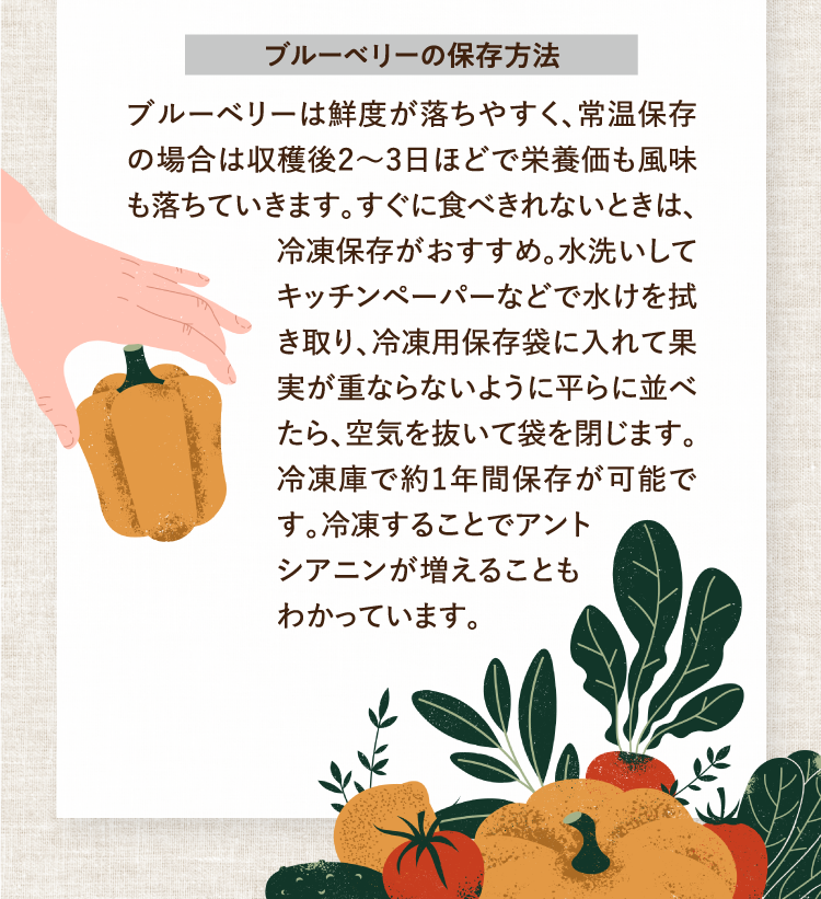 ブルーベリーの保存方法 ブルーベリーは鮮度が落ちやすく、常温保存の場合は収穫後2～3日ほどで栄養価も風味も落ちていきます。すぐに食べきれないときは、冷凍保存がおすすめ。水洗いしてキッチンペーパーなどで水けを拭き取り、冷凍用保存袋に入れて果実が重ならないように平らに並べたら、空気を抜いて袋を閉じます。冷凍庫で約1年間保存が可能です。冷凍することでアントシアニンが増えることもわかっています。