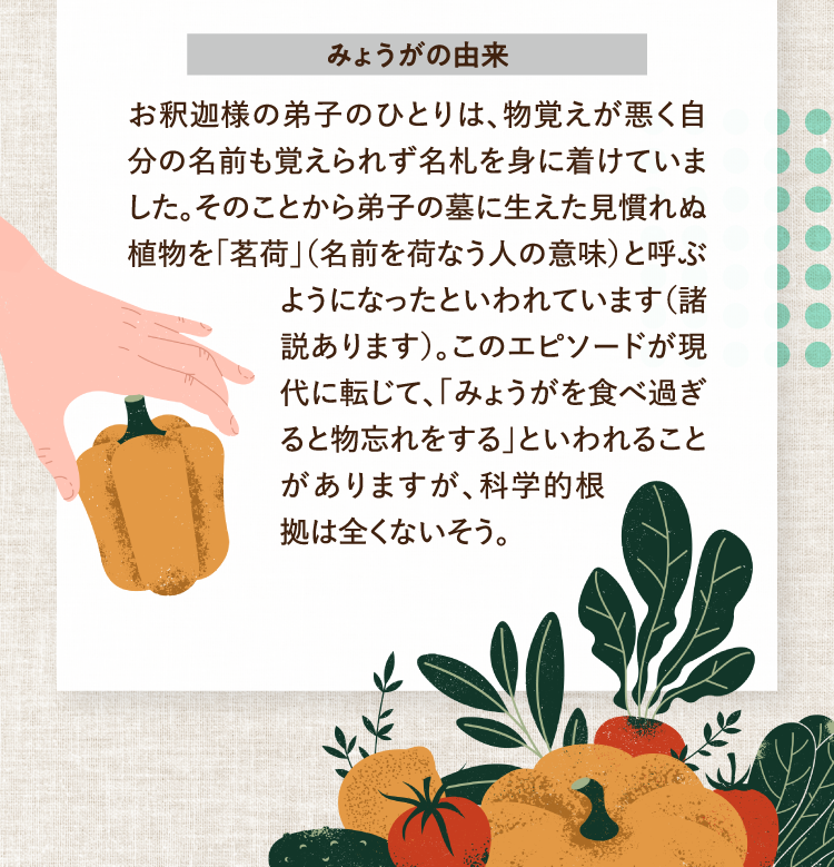みょうがの由来 お釈迦様の弟子のひとりは、物覚えが悪く自分の名前も覚えられず名札を身に着けていました。そのことから弟子の墓に生えた見慣れぬ植物を「茗荷」（名前を荷なう人の意味）と呼ぶようになったといわれています（諸説あります）。このエピソードが現代に転じて、「みょうがを食べ過ぎると物忘れをする」といわれることがありますが、科学的根拠は全くないそう。