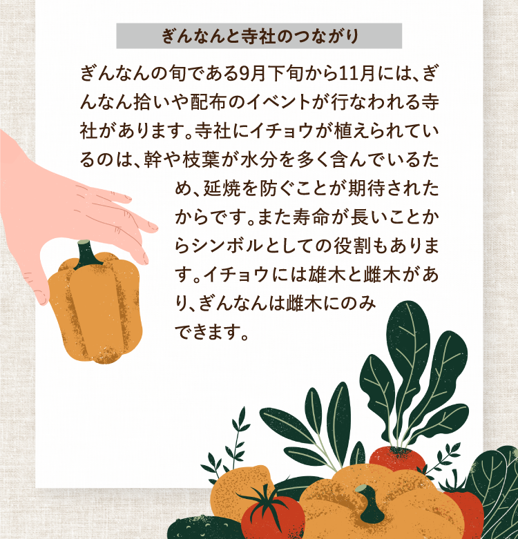 ぎんなんと寺社のつながり ぎんなんの旬である９月下旬から11月には、ぎんなん拾いや配布のイベントが行なわれる寺社があります。寺社にイチョウが植えられているのは、幹や枝葉が水分を多く含んでいるため、延焼を防ぐことが期待されたからです。また寿命が長いことからシンボルとしての役割もあります。イチョウには雄木と雌木があり、ぎんなんは雌木にのみできます。