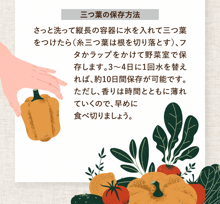 三つ葉の保存方法 さっと洗って縦長の容器に水を入れて三つ葉をつけたら（糸三つ葉は根を切り落とす）、フタかラップをかけて野菜室で保存します。3～4日に1回水を替えれば、約10日間保存が可能です。ただし、香りは時間とともに薄れていくので、早めに食べ切りましょう。